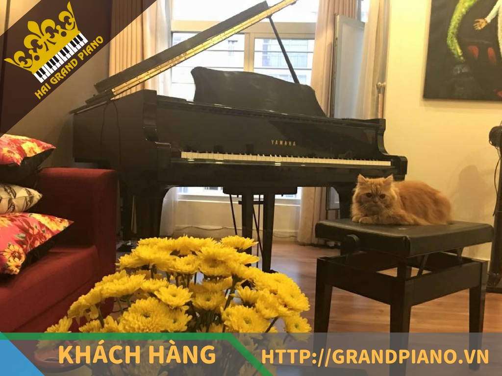 Trung Phương - Đàn Grand Piano Yamaha G5E Cao Cấp 